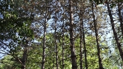 Владимир Владимиров: в Ставропольском крае посадят 54 га новых лесов