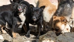 Бесплатная программа по стерилизации собак стартовала в Кисловодске 